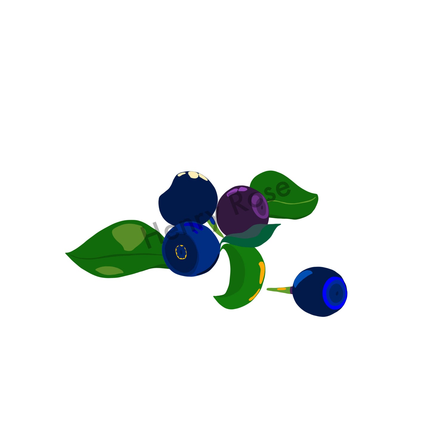 Illustration "Fruits & Légumes" - Myrtille