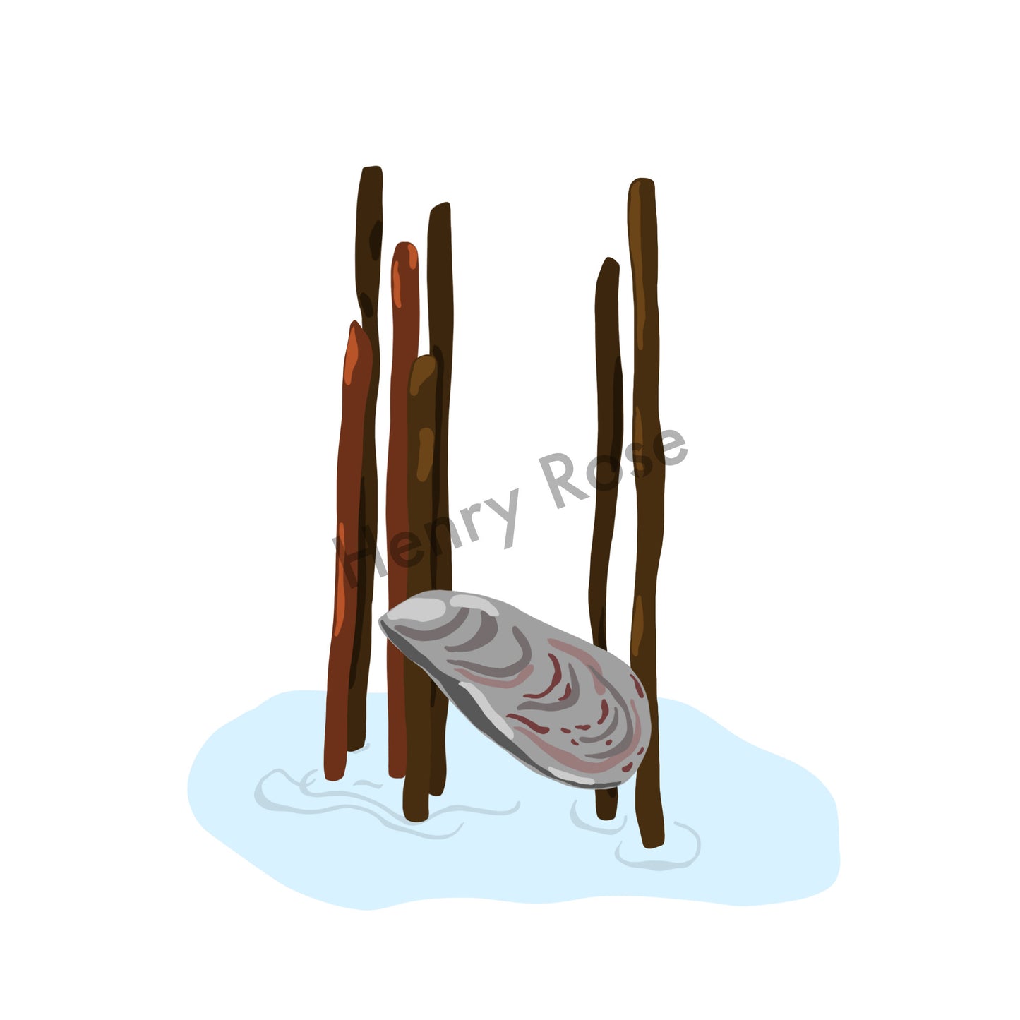 Illustration "L'huître"